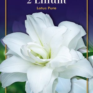 Lilium Lotus pure