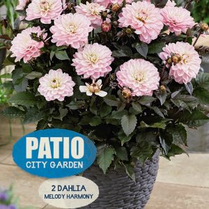 Dahlia Melody Harmony