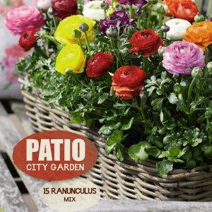 Ranunculus patio city mix