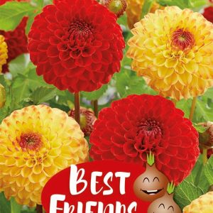 Dahlia Sunny friends