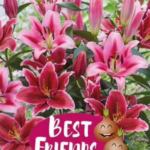 Lilium Eternal serenade