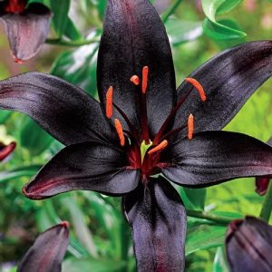 Lilium black