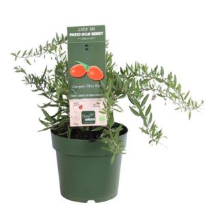 Úlfaber - Lycium Barbarum