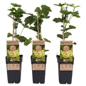 Vínberjaplanta - Muscaat van Alexandrie, græn