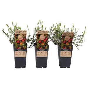 Trönuber - Vaccinium Macroc