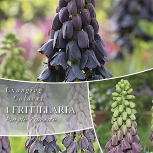 Fritillaria Purple favourite