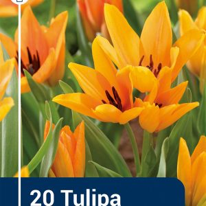 Tulip Shogun
