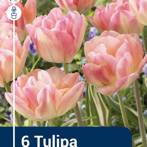 Tulip Happy Upstar