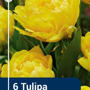 Tulip Limousine