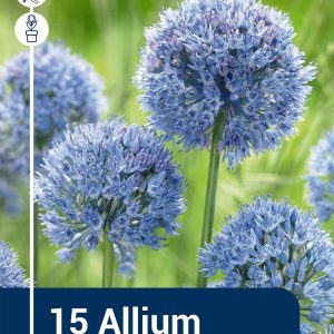 Allium azureum