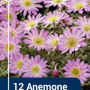 Anemone Pink Star