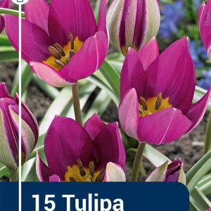 Tulip Persian Pearl