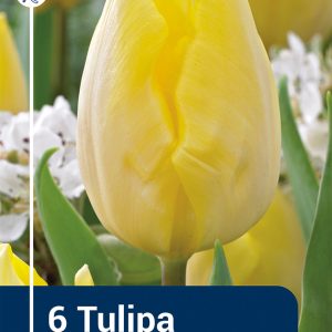 Tulip Sunny Prince