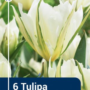 Tulip Exotic emperor