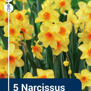 Narcissus Martinette