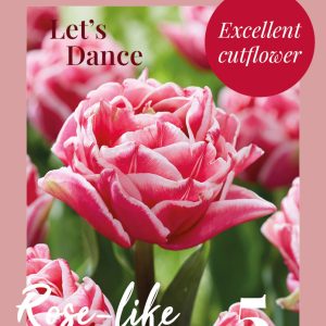 Tulip Let´s dance