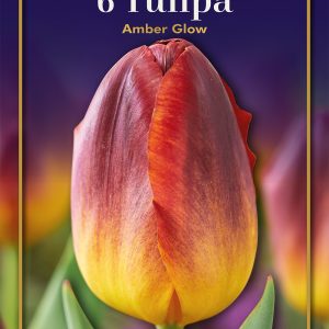 Tulip Amber glow
