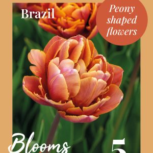 Tulip Brazil