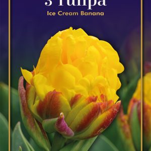 Tulip Ice cream banana