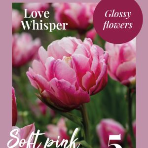 Tulip Love whisper