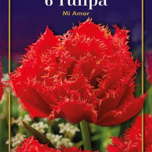 Tulip Mi Amor