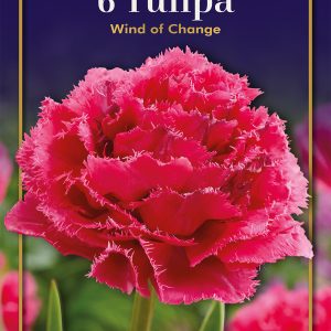 Tulip Wind of change