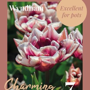 Tulip Wyndham