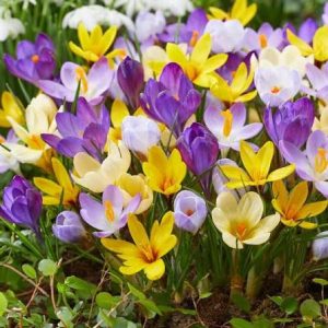 Crocus Botanical Mix
